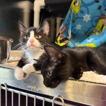 Scooter -  Domestic Short Hair Cat for Adoption in Charlottesville, Virginia - Scooter | PetCurious
