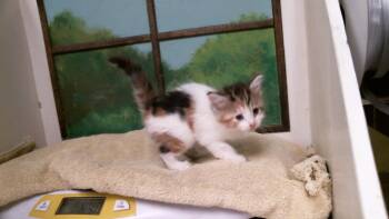 DARLA -  Domestic Short Hair Cat for Adoption in Houston, Texas - DARLA | PetCurious