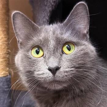 Domestic Medium Hair Cats Available for Adoption in Crystal Lake, Illinois - Kiwi | PetCurious