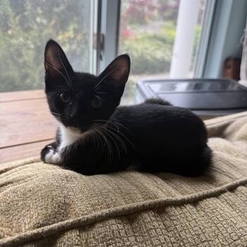 Domestic Short Hair Cats Available for Adoption in Syosset, New York - Mia | PetCurious