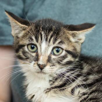 Taryn -  Domestic Short Hair Cat for Adoption in Middletown, Rhode Island - Taryn | PetCurious