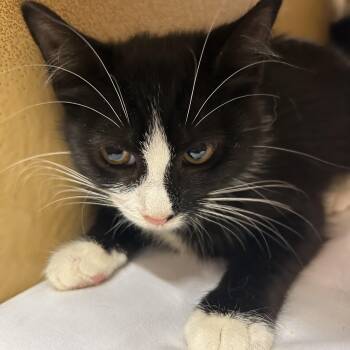 Vivian -  Tuxedo Cat for Adoption in Lambertville, New Jersey - Vivian | PetCurious