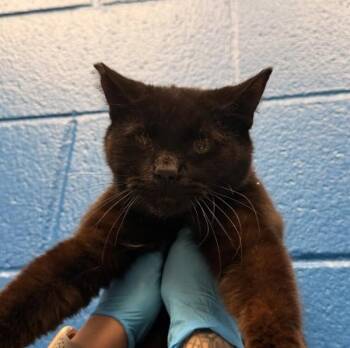 Domestic Short Hair Cats Available for Adoption - Richard | PetCurious
