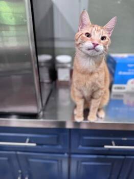 Domestic Short Hair Cats Available for Adoption in Rixeyville, Virginia - Twix | PetCurious