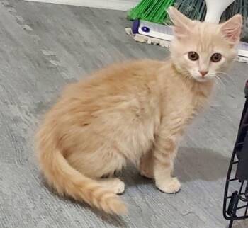 Citrus (pre adopt) -  Domestic Medium Hair and Domestic Short Hair Cat for Adoption in Fort Worth, Texas - Citrus (pre Adopt) | PetCurious
