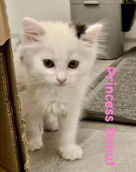 Princess Donut -  Domestic Short Hair Cat for Adoption in Reston, Virginia - Princess Donut | PetCurious