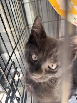 Furlee -  Domestic Short Hair Cat Available for Adoption in Plumerville, Arkansas - Furlee | PetCurious