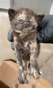 NEPTUNE -  Domestic Short Hair Cat for Adoption in Dallas, Texas - NEPTUNE | PetCurious