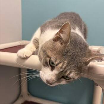 Andy -  Domestic Short Hair Cat for Adoption in Janesville, Wisconsin - Andy | PetCurious