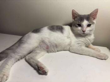 Rescue Domestic Short Hair Cats for Adoption in Charlotte, North Carolina - Smokey | PetCurious