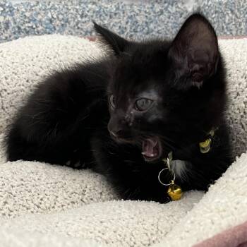 Bubbles -  Domestic Short Hair Cat for Adoption in Stafford, Virginia - Bubbles | PetCurious