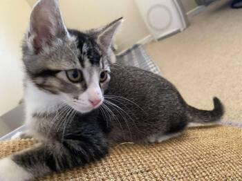 Rescue Domestic Short Hair Cats for Adoption in Hollister, California - Mars | PetCurious