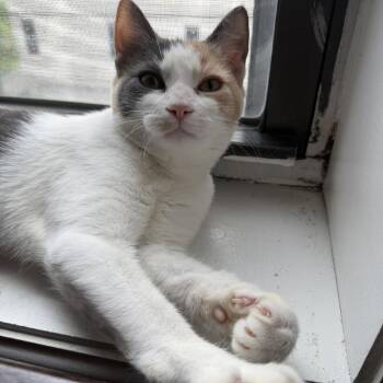 Belly -  Domestic Short Hair Cat for Adoption in New York, New York - Belly | PetCurious