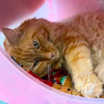 Nemo -  Domestic Medium Hair Cat for Adoption in Franklin, Tennessee - Nemo | PetCurious
