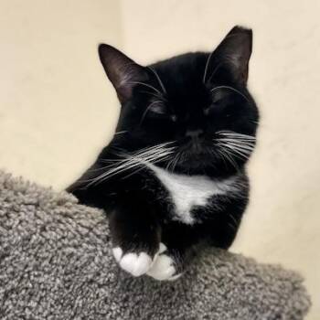 Tuxedo Cats Available for Adoption - Raven | PetCurious