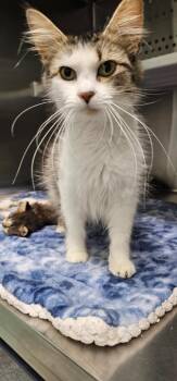 Zoe -  Domestic Short Hair Cat for Adoption in Athens, Tennessee - Zoe | PetCurious