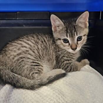 Domestic Short Hair Cats Available for Adoption in Sarasota, Florida - Hawk | PetCurious