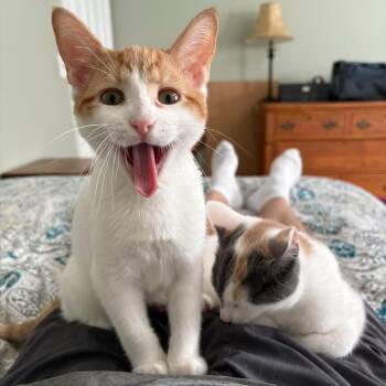 Rescue Dilute Calico and Domestic Short Hair Cats for Adoption in Hamilton Township, New Jersey - WAFFLES & CREPE | PetCurious