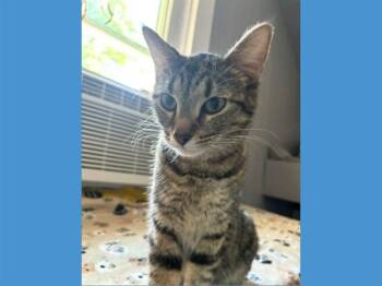 ALTA KAY -  Domestic Short Hair Cat for Adoption in Fort Wayne, Indiana - ALTA KAY | PetCurious