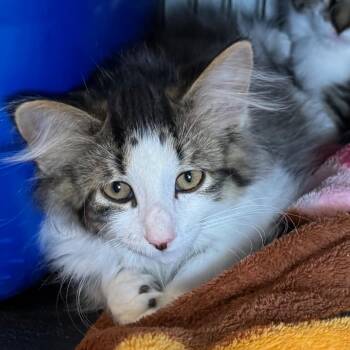 Weller -  Domestic Long Hair Cat Available for Adoption in Saginaw, Michigan - Weller | PetCurious