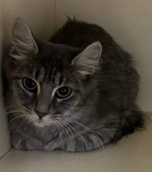Emmeryn -  Domestic Short Hair Cat for Adoption in Chamblee, Georgia - Emmeryn | PetCurious