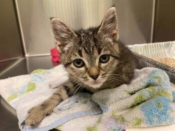 STARLIGHT -  Domestic Short Hair Cat for Adoption in Tustin, California - STARLIGHT | PetCurious