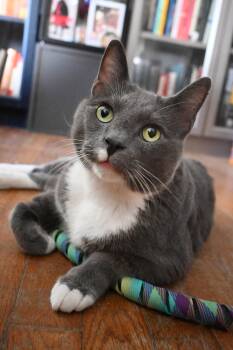 Thomas -  American Shorthair Cat for Adoption in Orlando, Florida - Thomas | PetCurious