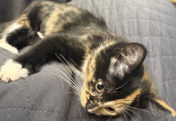 Marina -  Domestic Short Hair Cat for Adoption in Peoria, Illinois - Marina | PetCurious