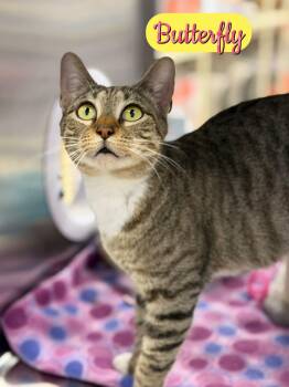 Domestic Short Hair Cats Available for Adoption in Hazlet, New Jersey - Butterfly | PetCurious