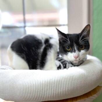 Domestic Short Hair and Tuxedo Cats Available for Adoption - Mocha Mousse | PetCurious