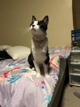 Lani Sugar -  Domestic Short Hair Cat for Adoption in Chandler, Arizona - Lani Sugar | PetCurious