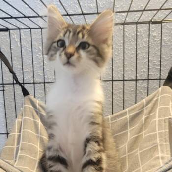 Luke -  Domestic Medium Hair Cat for Adoption in Portage, Michigan - Luke | PetCurious
