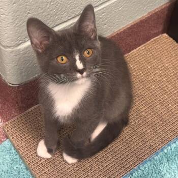 Commander Whiskers -  Domestic Short Hair Cat for Adoption in Asheville, North Carolina - Commander Whiskers | PetCurious