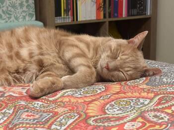 Domestic Short Hair Cats Available for Adoption in Milltown, New Jersey - Emilio | PetCurious