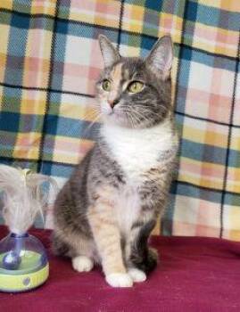 Johnny -  Dilute Calico Cat for Adoption in Bucyrus, Ohio - Johnny | PetCurious