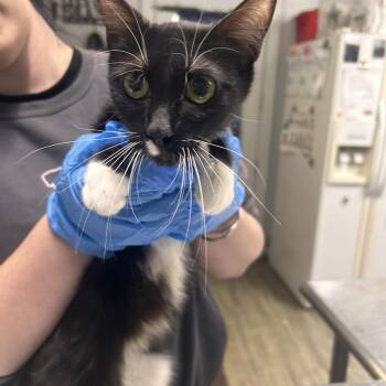 Bahama -  Domestic Short Hair Cat for Adoption in Summerville, South Carolina - Bahama | PetCurious
