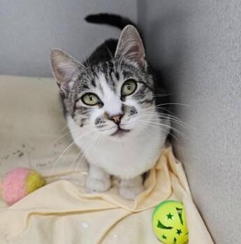 Rosalia -  Domestic Short Hair Cat for Adoption in Los Angeles, California - Rosalia | PetCurious