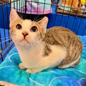 Sunny Jo -  Domestic Short Hair Cat for Adoption in Knoxville, Tennessee - Sunny Jo | PetCurious