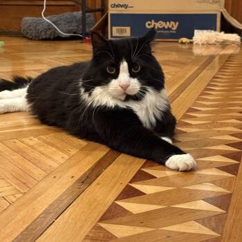 Arthur The Reluctant Royal -  Domestic Long Hair Cat for Adoption in Stamford, Connecticut - Arthur The Reluctant Royal | PetCurious