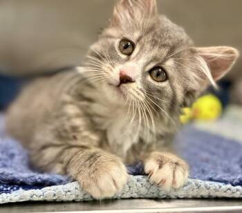 Endra -  Domestic Long Hair Cat for Adoption in Sandusky, Michigan - Endra | PetCurious