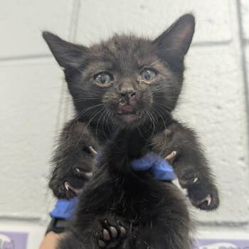 Pillowcase -  Domestic Short Hair Cat for Adoption in West Olive, Michigan - Pillowcase | PetCurious
