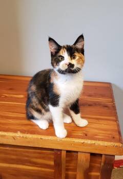 Harpsicle -  Domestic Short Hair Cat for Adoption in Cincinnati, Ohio - Harpsicle | PetCurious