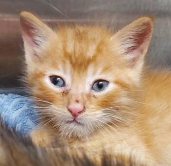 Jester -  Domestic Short Hair Cat for Adoption in Kansas City, Missouri - Jester | PetCurious