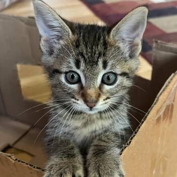 Zinnia 4 -  Domestic Short Hair Cat for Adoption in Cumming, Georgia - Zinnia 4 | PetCurious
