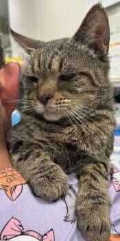 Joe 6244 -  Domestic Short Hair Cat for Adoption in Locust Grove, Virginia - Joe 6244 | PetCurious