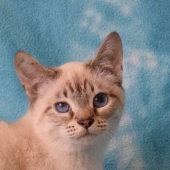 Rescue Domestic Short Hair and Siamese Cats for Adoption in Eureka, California - Itty Bitty (Yettus) | PetCurious