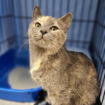 Reyna -  Domestic Short Hair Cat for Adoption in Oneonta, New York - Reyna | PetCurious