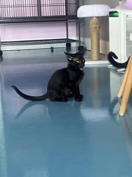 Jack Sparrow -  Domestic Short Hair Cat for Adoption in Liverpool, Texas - Jack Sparrow | PetCurious
