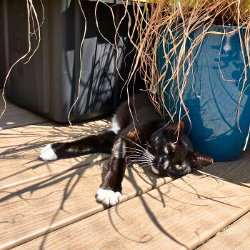 Rescue Domestic Short Hair Cats for Adoption - Linda | PetCurious