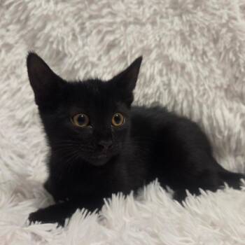 Cortado -  Domestic Short Hair Cat for Adoption in Brea, California - Cortado | PetCurious